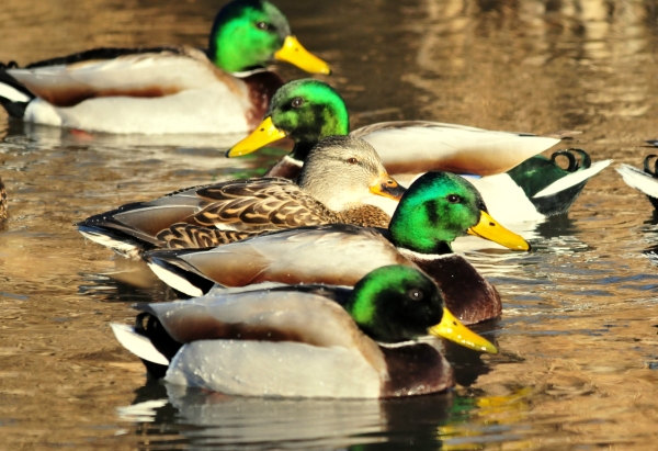 A group of green-headed mallards