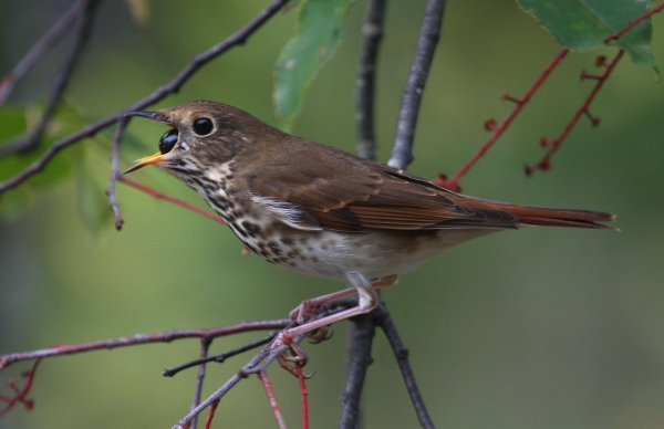 song bird eating berry