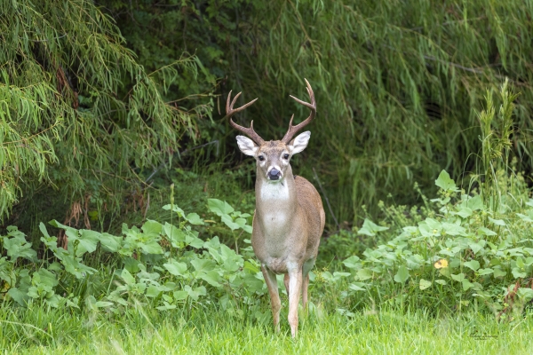 White-tailed deer buck surrounded by green vegetation