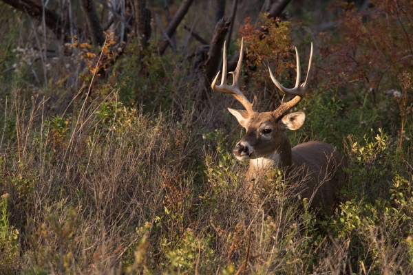 White-tailed buck feeds in thicket