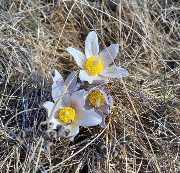 Four pale purple pasque flowers