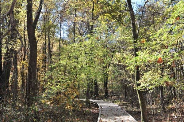 A boardwalk through a bottomland hardwood forest.