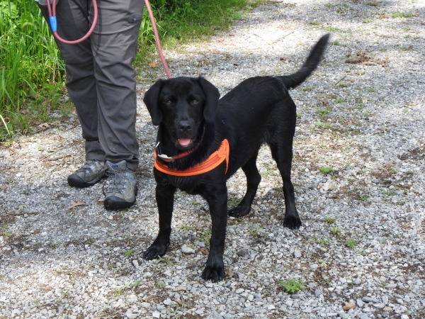 Black lab walking on a leash with owner