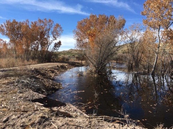 Trees with autumn leaves and desert hills in the background with a wetland and dug in hunting blind in the foreground