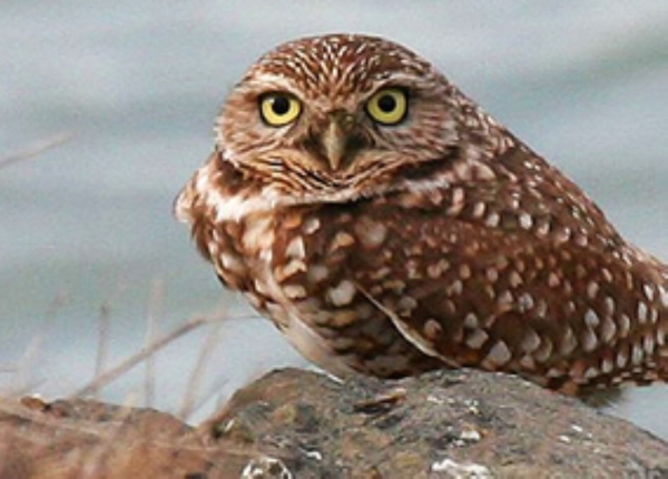 Burrowing owl