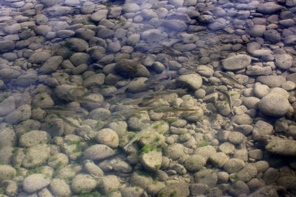 Fish in a creek.