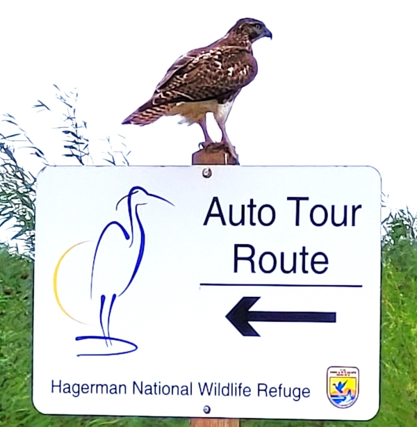 Harrier Auto Tour Route