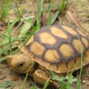 Juvenile gopher tortoise