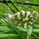 Adult island marble butterfly resting on a blade of grass.