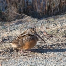 American woodcock