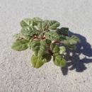 Seabeach amaranth