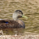 Male Black duck glides across water on a pond at Moosehorn National Wildlife Refuge.