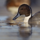 A pintail drake pauses while foraging in shallow water