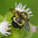 A rusty-patched bumblebee on a white flower