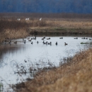 Ducks resting in flooded field 