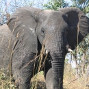 An African elephant bull travels through tall grass in a forested area.