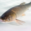 Adult Grass carp