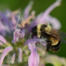 Rusty patched bumble bee on a wild bergamot flower