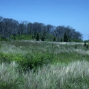 An open grassland ringed by red cedars