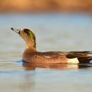 American Wigeon 