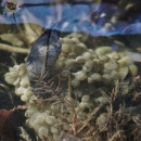 Dozens of whitish eggs clustered in a mass within leaf litter underwater.