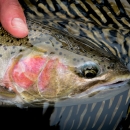 Closeup of head of steelhead in breeding colors, caught in net.