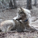 A mexican wolf with a blue radio collar lays on the ground looking behind it