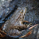 an olive green and yellow frog sits just above some water on a rock