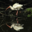 A large white bird with an orange-ish bill and link-ish legs looks at its own reflection in still water