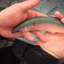 A cisco fish with coloring dusky gray to bluish on the back, silvery on the sides, and white on the underside being held laying on its side across two hands. 