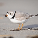 A tiny gray, white and black shorebird called a piping plover at Cape May National Wildlife Refuge.