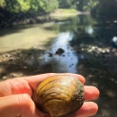 Texas pimpleback mussel held by river