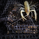 Hell Creek cave crayfish captured at new species location.