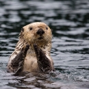 Sea Otter