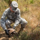 Tortoises saved and released on Eglin range