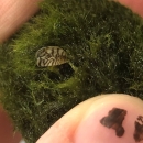 zebra mussel nestled in a marimo moss ball