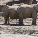 African Elephants