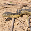 The head of a snake several shades of brown