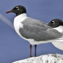 Laughing Gulls