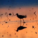 a shorebird walking through a wetland reflects on sunset lit water