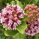 Common Milkweed