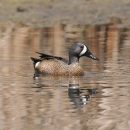 Blue-winged Teal