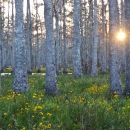 Bottomland forest with flowers and setting sun glinting on pool of water