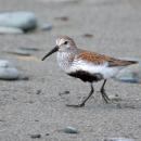 A Dunlin Walking on a Sandy Beach