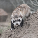 Black-footed ferret forward facing