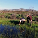 Two park rangers near crouching over vernal pool. One points at something in the water. 