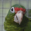 Puerto Rican parrot