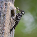 A red-cockaded woodpecker feasts on a bug.