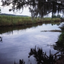 South Carolina coastal creek with marsh in the background and tree branches with Spanish moss hanging over the water