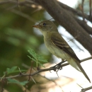 Southwestern willow flycatcher sitting on a branch. 